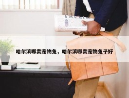 哈尔滨哪卖宠物兔，哈尔滨哪卖宠物兔子好