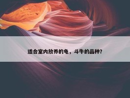 适合室内放养的龟，斗牛的品种？