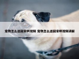 宠物怎么送回家啊视频 宠物怎么送回家啊视频讲解