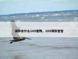 须弥合什么109宠物，109须弥宝宝