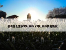 都有什么宠物可以家养（可以家养的宠物狗）