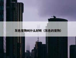 灰色宠物叫什么好听（灰色的宠物）