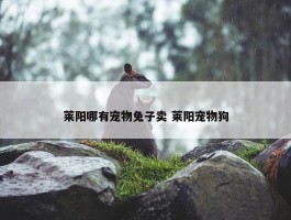 莱阳哪有宠物兔子卖 莱阳宠物狗