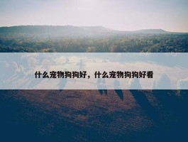 什么宠物狗狗好，什么宠物狗狗好看