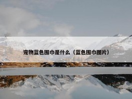 宠物蓝色围巾是什么（蓝色围巾图片）