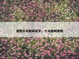 宠物不大聪明名字，十大聪明宠物