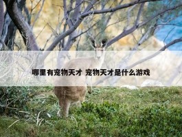 哪里有宠物天才 宠物天才是什么游戏