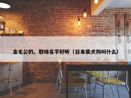 金毛公的。取啥名字好听（日本柴犬狗叫什么）