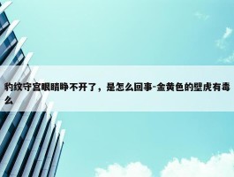 豹纹守宫眼睛睁不开了，是怎么回事-金黄色的壁虎有毒么