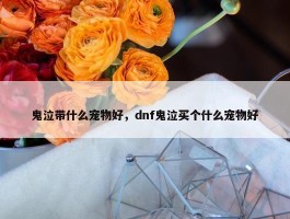 鬼泣带什么宠物好，dnf鬼泣买个什么宠物好