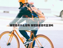 魏婴喜欢什么宠物 魏婴到底喜欢蓝湛吗