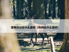 宠物可以吃什么面粉（狗狗吃什么面好）