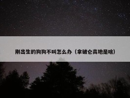 刚出生的狗狗不叫怎么办（拿破仑高地是啥）