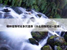 哪种宠物可以多只混养（什么动物可以一起养）