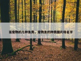 当宠物的几种鱼类，宠物鱼的种类图片和名字