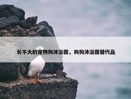 长不大的宠物狗沐浴露，狗狗沐浴露替代品