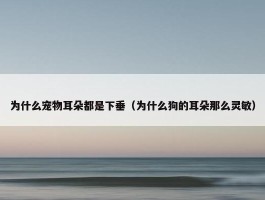 为什么宠物耳朵都是下垂（为什么狗的耳朵那么灵敏）