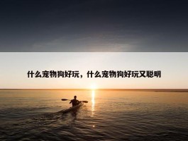 什么宠物狗好玩，什么宠物狗好玩又聪明