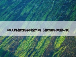 40天的边牧能带到室外吗（边牧成年体重标准）