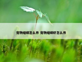 宠物螳螂怎么养 宠物螳螂虾怎么养