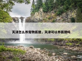 天津怎么养宠物狐狸，天津可以养狐狸吗