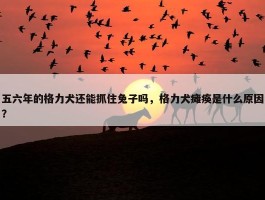 五六年的格力犬还能抓住兔子吗，格力犬瘫痪是什么原因？