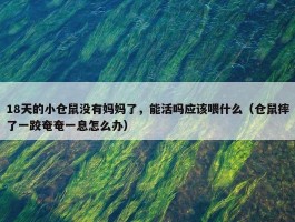 18天的小仓鼠没有妈妈了，能活吗应该喂什么（仓鼠摔了一跤奄奄一息怎么办）