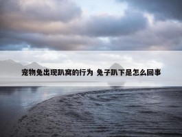 宠物兔出现趴窝的行为 兔子趴下是怎么回事