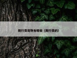 爬行类宠物有哪些（爬行类的）