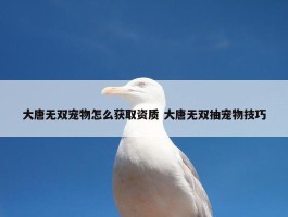 大唐无双宠物怎么获取资质 大唐无双抽宠物技巧