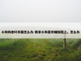 小狗狗老叼衣服怎么办-我家小狗喜欢睡拖鞋上，怎么办