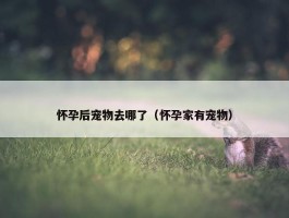 怀孕后宠物去哪了（怀孕家有宠物）