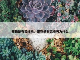 宠物是有灵魂吗，宠物是有灵魂吗为什么