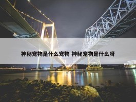 神秘宠物是什么宠物 神秘宠物是什么呀