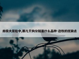 南极大冒险中,那几只狗分别是什么品种-边牧的优缺点