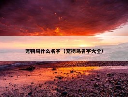 宠物鸟什么名字（宠物鸟名字大全）