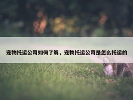 宠物托运公司如何了解，宠物托运公司是怎么托运的