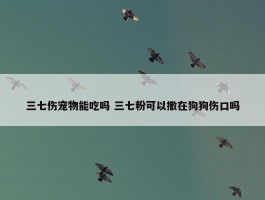 三七伤宠物能吃吗 三七粉可以撒在狗狗伤口吗