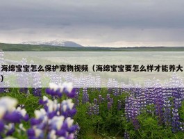 海绵宝宝怎么保护宠物视频（海绵宝宝要怎么样才能养大）