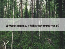 宠物dr影像拍什么（宠物dr拍片是检查什么的）