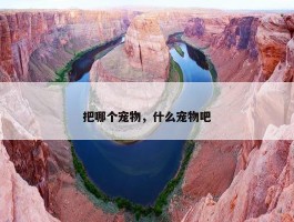 把哪个宠物，什么宠物吧