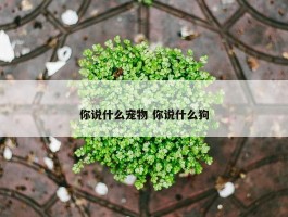 你说什么宠物 你说什么狗