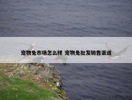 宠物兔市场怎么样 宠物兔批发销售渠道