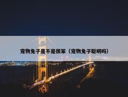 宠物兔子是不是很笨（宠物兔子聪明吗）