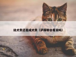 幼犬贵还是成犬贵（萨摩耶会看家吗）