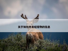 关于如何养青蛙宠物的信息