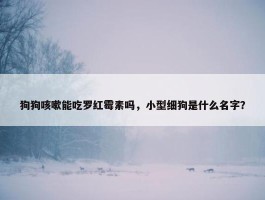 狗狗咳嗽能吃罗红霉素吗，小型细狗是什么名字？