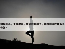 狗狗细小，十分虚弱，快到危险期了，德牧幼犬吃什么长骨架？