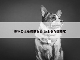 宠物公主兔哪里有卖 公主兔在哪里买