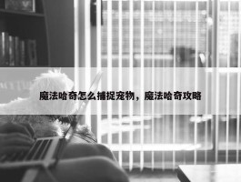 魔法哈奇怎么捕捉宠物，魔法哈奇攻略